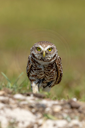 826 burrowing owl (6F3A1955) April 17, 2021