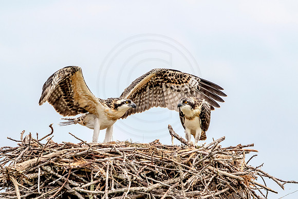 Osprey in Crown Point