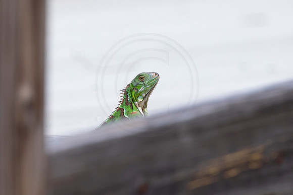 289 iguana (6F3A7853) April 15, 2021