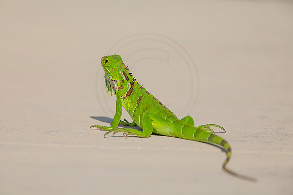 521 iguana (6F3A9182) April 15, 2021