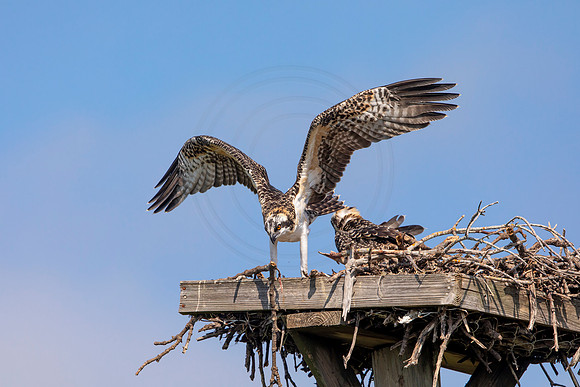 126 osprey (6F3A6475) April 15, 2021