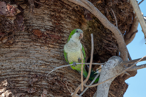1176 monk parakeet (6F3A4863) April 18, 2021