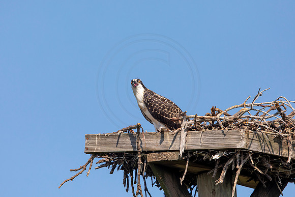 140 osprey (6F3A6529) April 15, 2021
