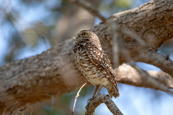 646 burrowing owl (6F3A0750) April 17, 2021