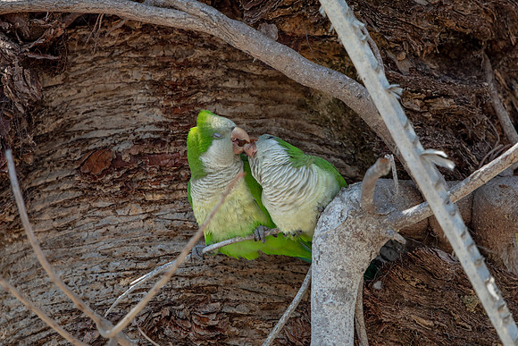 1181 monk parakeet (6F3A4877) April 18, 2021