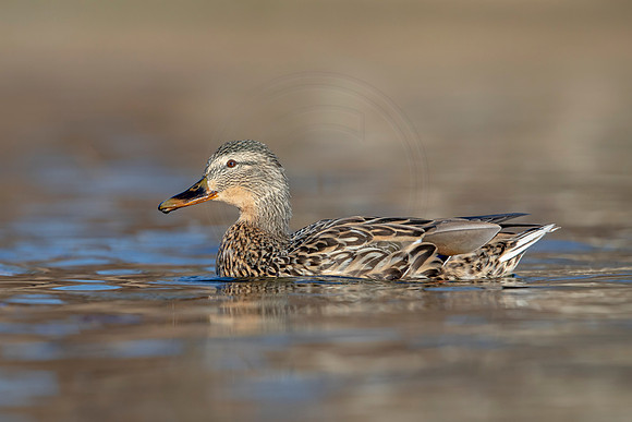274 mallard (AF3A4483) March 20, 2021