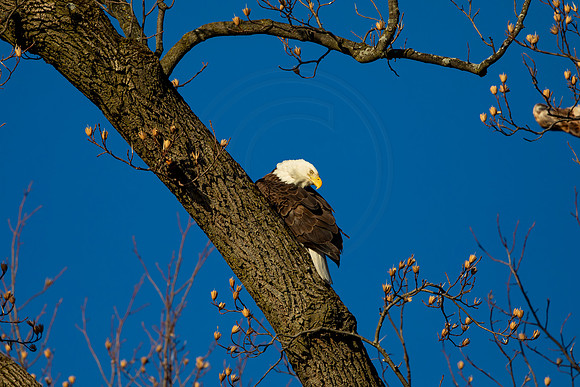215 bald eagle (AF3A3490) March 12, 2021
