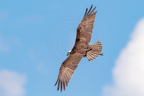Osprey in Crown Point