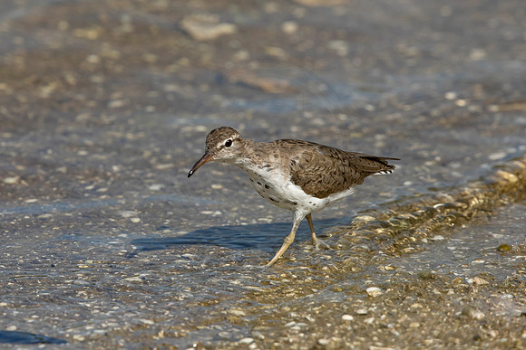 164 shorebird (6F3A6648) April 15, 2021