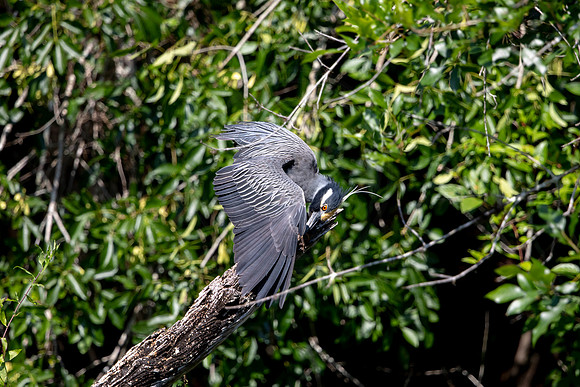 538 night heron (6F3A9499) April 16, 2021