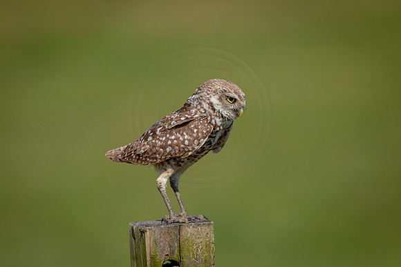 946 burrowing owl (6F3A2686) April 17, 2021