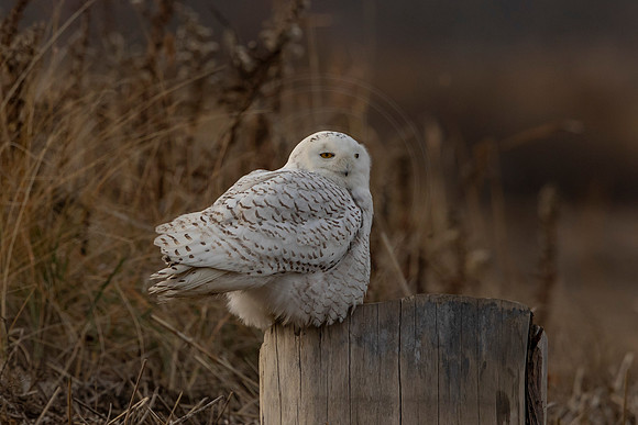 5 snowy owl (C1117781) December 21, 2021