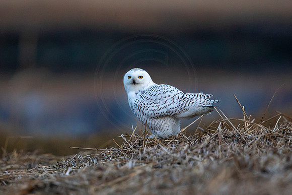6 snowy owl (C1118440) December 21, 2021