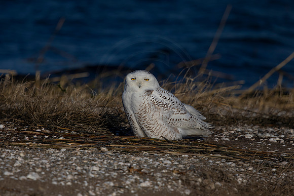 19 snowy owl (C1110303) December 26, 2021
