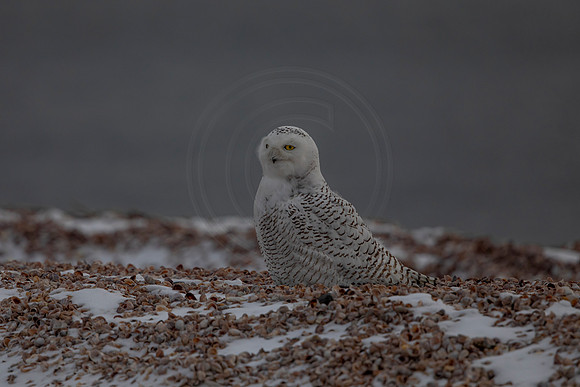 15 snowy owl (C1119953) December 24, 2021