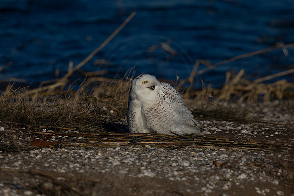 20 snowy owl (C1110367) December 26, 2021