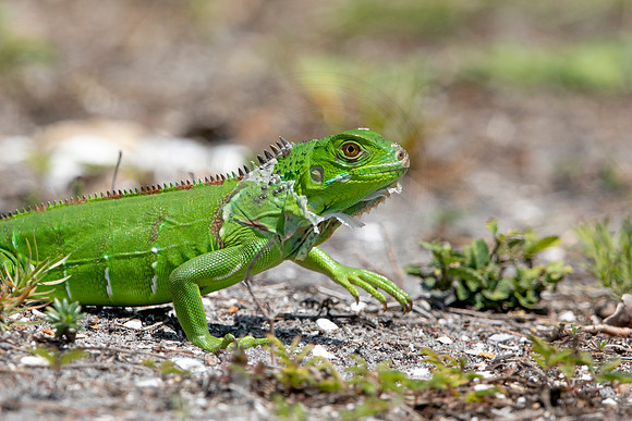 297 iguana (6F3A7904) April 15, 2021