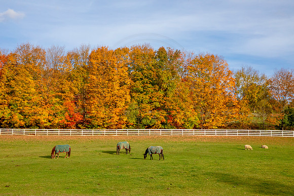9 fall foliage (AF3A4501) October 18, 2020