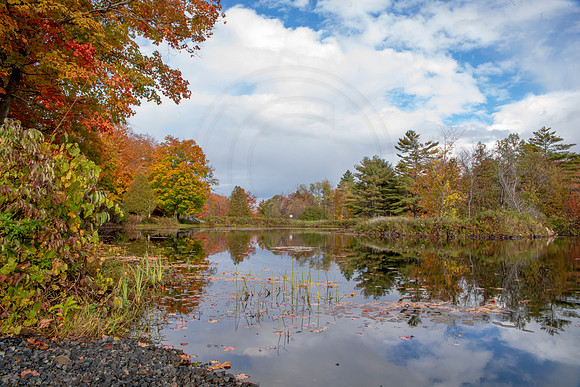 1 fall foliage (AF3A4156) October 3, 2020