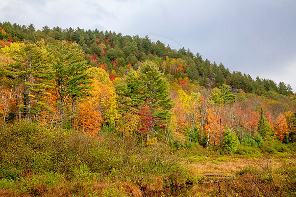 4 fall foliage (AF3A4117) October 3, 2020