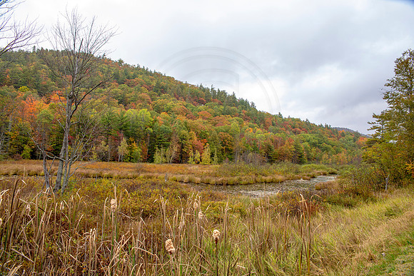 5 fall foliage (AF3A4110) October 3, 2020