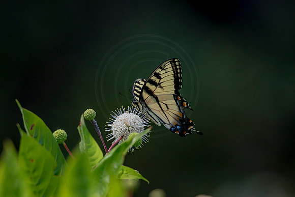 543 butterfly (6F3A9633) April 16, 2021