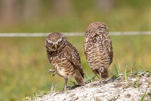 636 burrowing owl (6F3A0660) April 17, 2021