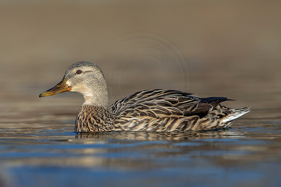266 mallard (AF3A4442) March 20, 2021