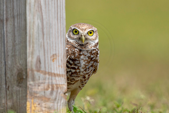788 burrowing owl (6F3A1705) April 17, 2021