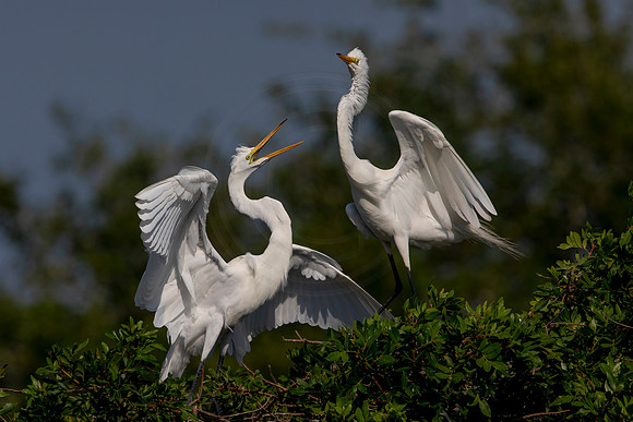 1056 egret (6F3A3653) April 18, 2021