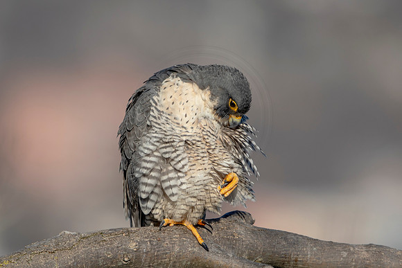 8 female peregrine (AF3A2844) March 7, 2021