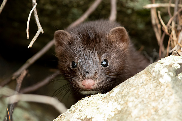 8 american mink (IMG_2550) July 24, 2021