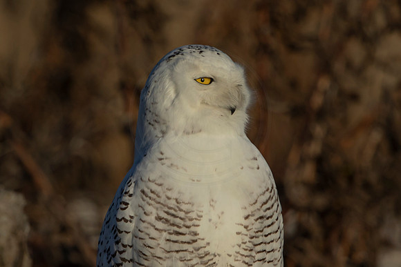 11 snowy owl (C1119082) December 23, 2021