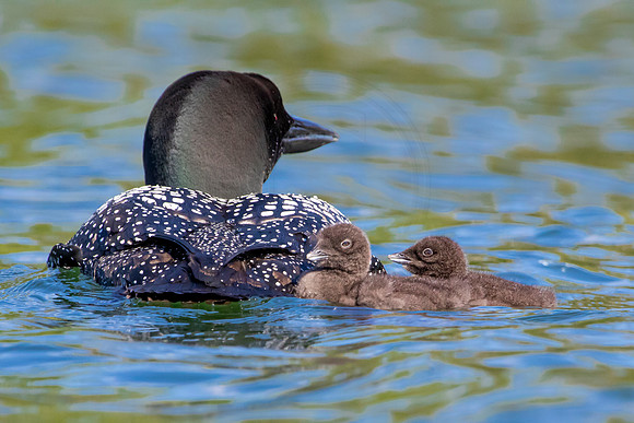 10 loons (624A8968) July 20, 2021