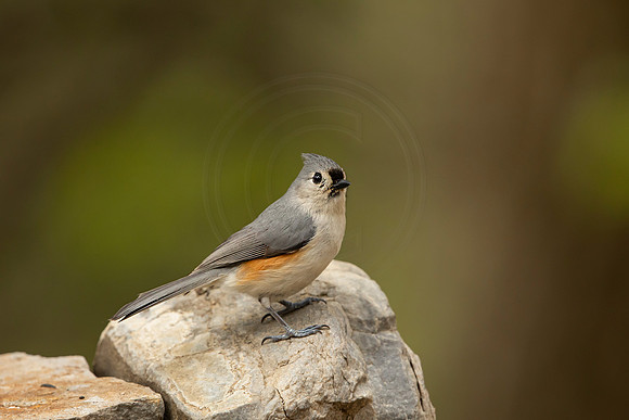 10 tufted titmouse (6F3A4092) May 10, 2021