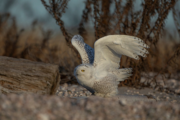 9 snowy owl (C1119475) December 23, 2021