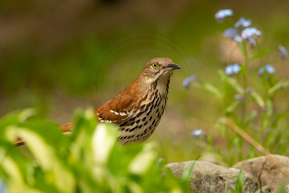 12 bird (6F3A5236) May 14, 2021