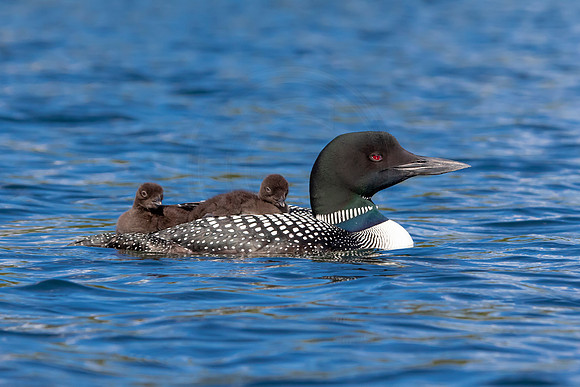 14 loons (IMG_0246) June 20, 2021