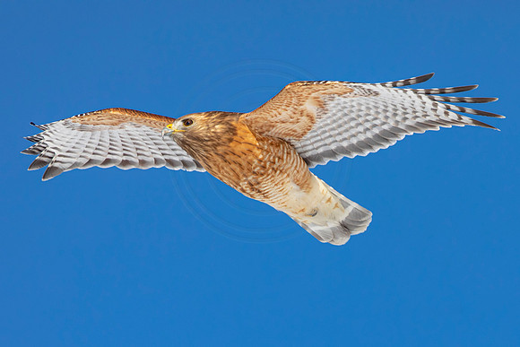 16 red shouldered hawk (AF3A5993) February 6, 2021