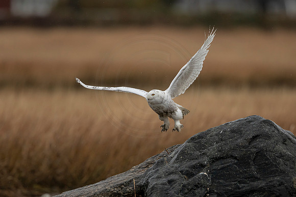 16 snowy owl (C1115751) November 26, 2021