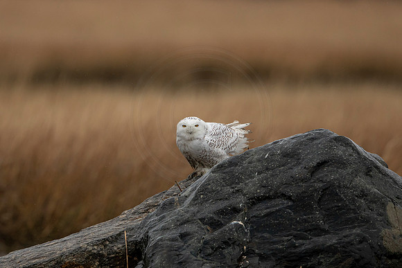 17 snowy owl (C1115749) November 26, 2021