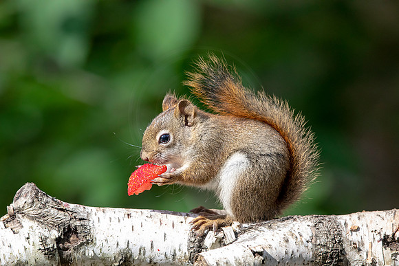 18 red squirrel (BBBB9502) June 25, 2021