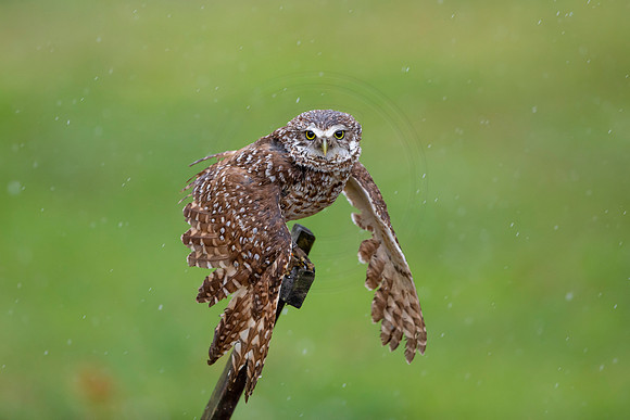 25 burrowing owl (6F3A7679) April 19, 2021