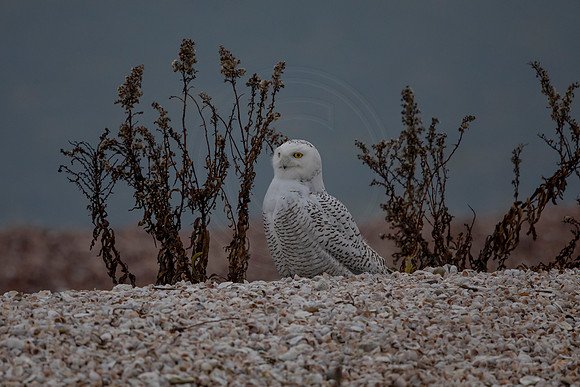 23 snowy owl (C1111499) December 28, 2021