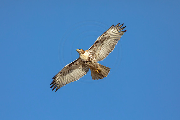 40 red tailed hawk (AF3A6860) January 23, 2021
