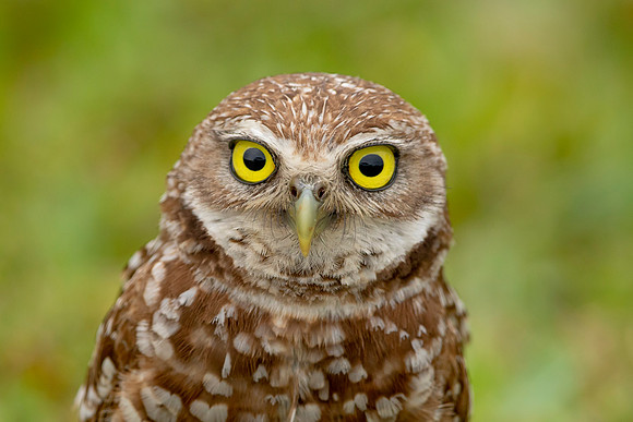 41 burrowing owl (6F3A2518) April 21, 2021