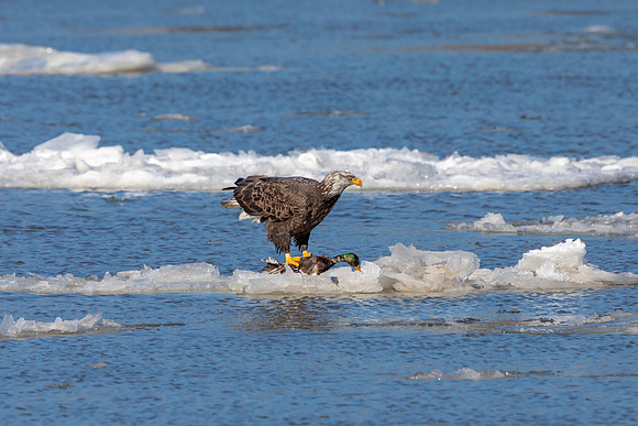 41 eagle with duck (AF3A8743) February 21, 2021