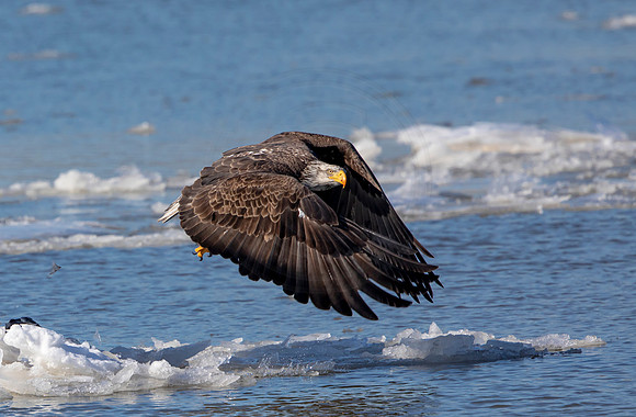 42 eagle leaving duck (AF3A8857) February 21, 2021