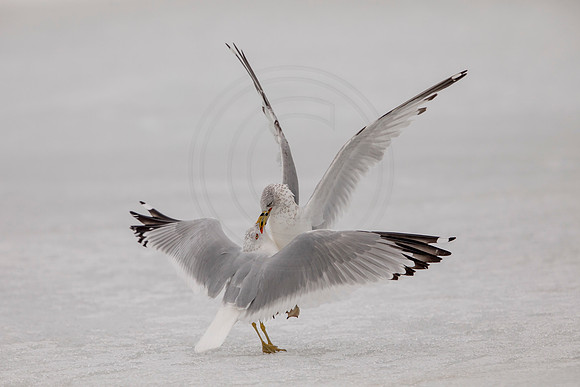 68 gull (AF3A1057) February 28, 2021