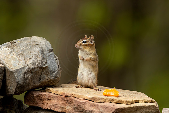 119 chippy (6F3A4189) May 10, 2021